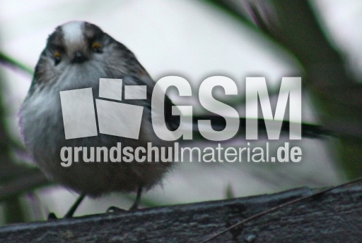 P-Schwanzmeisen 003.jpg